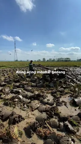 🔥#CapCut #ngiwomadang #teamngiwomadang #ngiwomadangbayaran #anakpetani #petanimuda #telaktorsawah #yp 