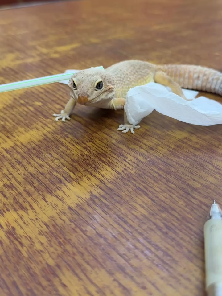 Discover a quick method to help your lizard shed its skin! #funnyvideo #viraltiktok #viralvideo