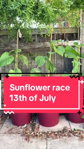Sunflower race update 13th of July