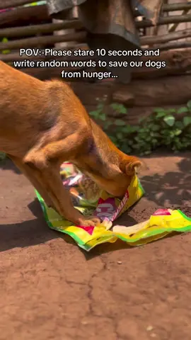 Your support can mean the difference between life and death for this innocent soul who still wants to live. #dogs #dogsofinsta #dogsofnyc #animals #animalsarefriends #dogloverforlife🐶🐾❤️ #dogsofchicago 