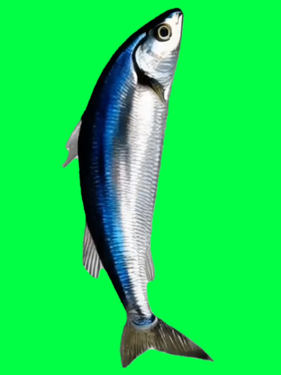 this spinning fish with indian music blasting is brainrot in its final form perfect green screen for cursed edits, late night loops, or when you need to confuse and mesmerize your audience at the same time #CapCutTemplate #BrainrotMeme #SpinningFish #GreenScreenOverlay #CapCutTrend 