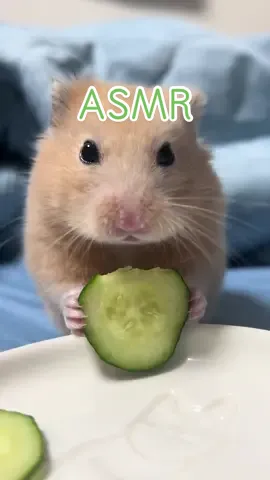 ふたたび癒しの音をお届けします！ #きゅうり #asmr #カリカリ #キンクマ #hamsters #キンクマハムスター 