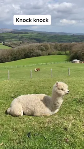 #throwback to our most viral video ever!! #alpaca #slay #viral #alpacasoftiktok #fyp #foryou 