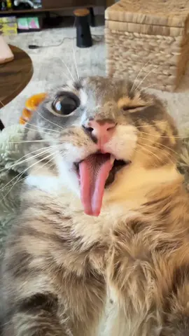 Brain not braining😂  #funny #mememeal #fy #fyp #cat #tongue #viral #viral #cute (clip from the internet)