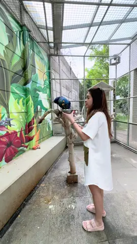 Kesayangan 🥰😍🦜 #kexygrayson #birds #parrot #macaw 