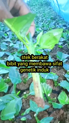 metode pembibitan stek berakar, yang meniru sifat asli induknya #bibitkopirobusta #benihkopi #kipirobusta #kopilampung 