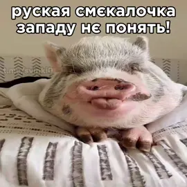 смєкалочка #потужно #смекалочка #свинки #мем #recommendations #іпсо #pig 