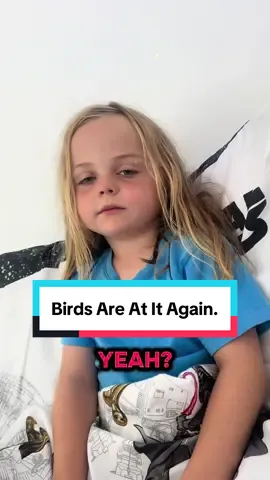 Birds Are At It Again. #foryoupage #foryou #fyp #viral #funnykidsoftiktok #funnytiktok #funnykids #birdwatching #birds #remythekid #remy 