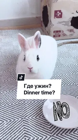 Павлик всегда очень тонко намекает насколько он голоден.   #ждемс #ждем #ужин #времяобеда #кролик #белыйкролик #крэлик #крэлики #буханочка #хлебушек #хлеб #кролобулка #трансформер #вечноголодный #голодный #пухляш #пухлыйкролик #пушистик #пушистыйкролик #белыйхотот #waiting #waitingfordinner #dinnertime #breadbunny #bunny #bread #toastbunny #rabbits #whiterabbbit #whitehotot #fluffybunny #fluffy #cute #cutepets #beautifulpets #white