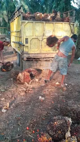 pening sudah 😂 #petani #sawit#fyp 