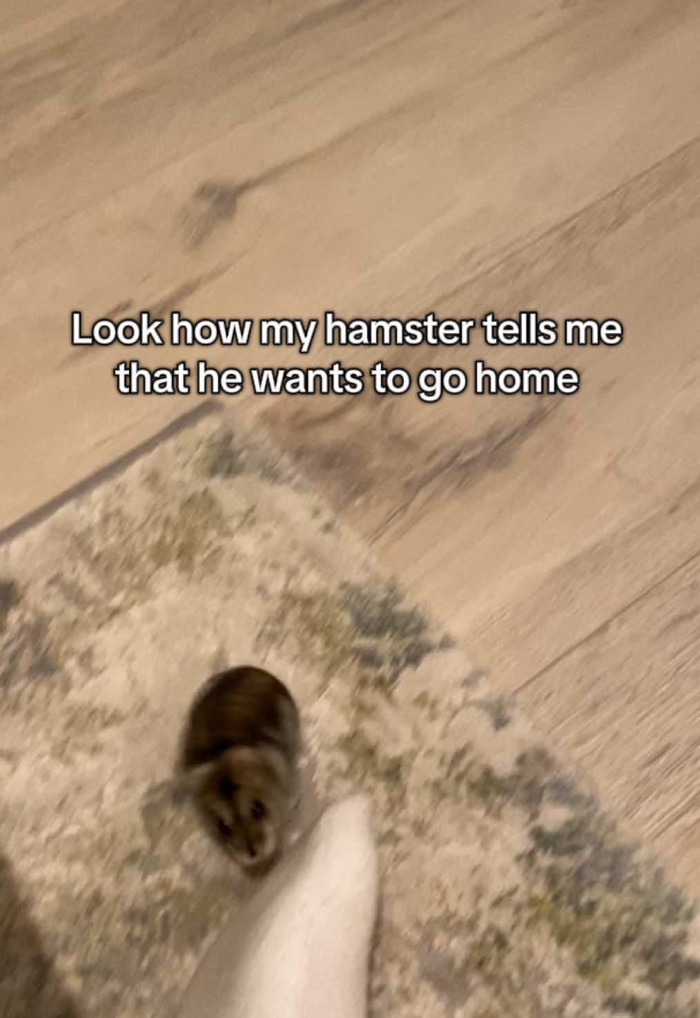 Hamsters are so smart! Follow me for the cutest hamster content 💗 #hamster #hamsters #cute #fyp #fy #foryou #fypage #pet #animal #foryoupage 