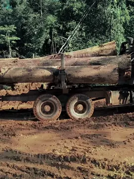 @aba y #loggingtruck3836 #hutanindolestarirayatimber #loggingtruckkalimantan #duniabalak #jetdarat 