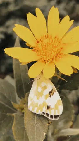 ❤️‍🩹🥹#foryoupage #poshto #poetry #lines💔 #fyp #1millionaudition #viral 