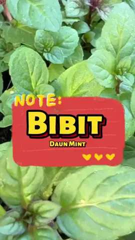 bibit daun mint