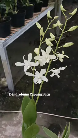 Dendrobium Capung Batu Garden Kus Jogja Cebongan Kidul, Rt.02/01 Tlogoadi, Kec. Mlati, Kabupaten Sleman Yogyakarta. Wa : 087839287949 atau klik https://bit.ly/2BLCSy5  Maps : Garden Kus Jogja https://maps.app.goo.gl/TJ9cQRA1MzH34mmj7  #gardenkus #anggrek #sungai #hutan #anggrekbulan #teras #bunga #dendrobium #natural #orchids #anggrekdenpasar #petani #anggrekjogja #pot #garden #greenhouse #anggrekonline #bisnis #dakwah #tanamanhias #desa #alam #sejuk 