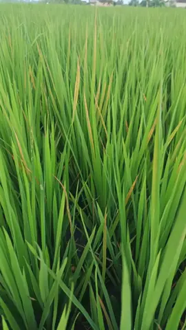 tanaman padi memasuki usia 50hst, daunya pada kuning semu orange, apakah ini salah satu ciri