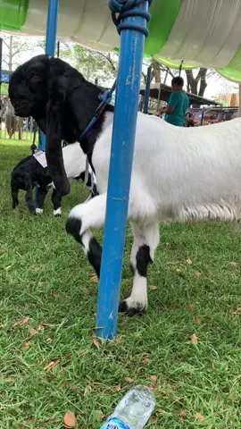 Kontes kambing pe kaligesing pati gembong