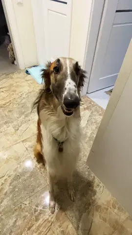 Ам #рпб #русскаяпсоваяборзая #borzoi #wolfhound #dogtok #борзая #russianwolfhound #russianborzoi #дрессировка #letmedoitforyou 