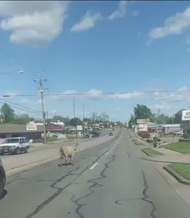 That one time I seen a cow jump on a man 😂 jet2hoilday #jet2holidays #jet2holiday 