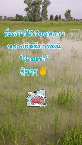 🌳🌲🌱🌿จะเฮ็ดเวียกหรือจะเล่นน้ำ🤔#เทรนวันนี้ #ซ่ามเข่าเด้อพี่น้อง #เวียกหลาย 