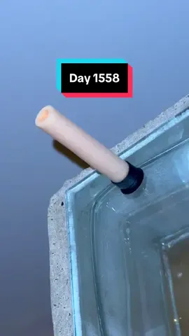 Day 1558: it didn’t fall yet