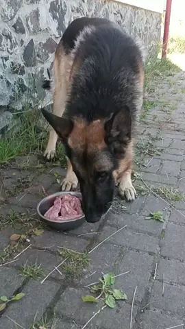 #germanshepherd 
