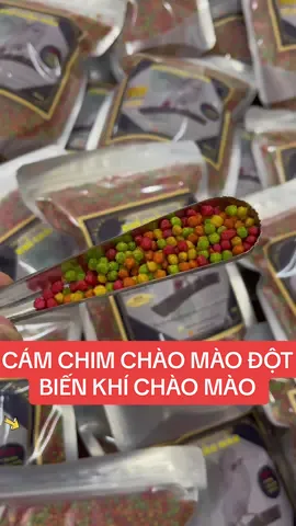 Cám chim chào mào đột biến Khí Chào Mào 🦅 #khichaomao #camchimchaomaodotbien #camchimdotbien #chaomaobachtang #camchimchaomao #camchimchaomaobach 