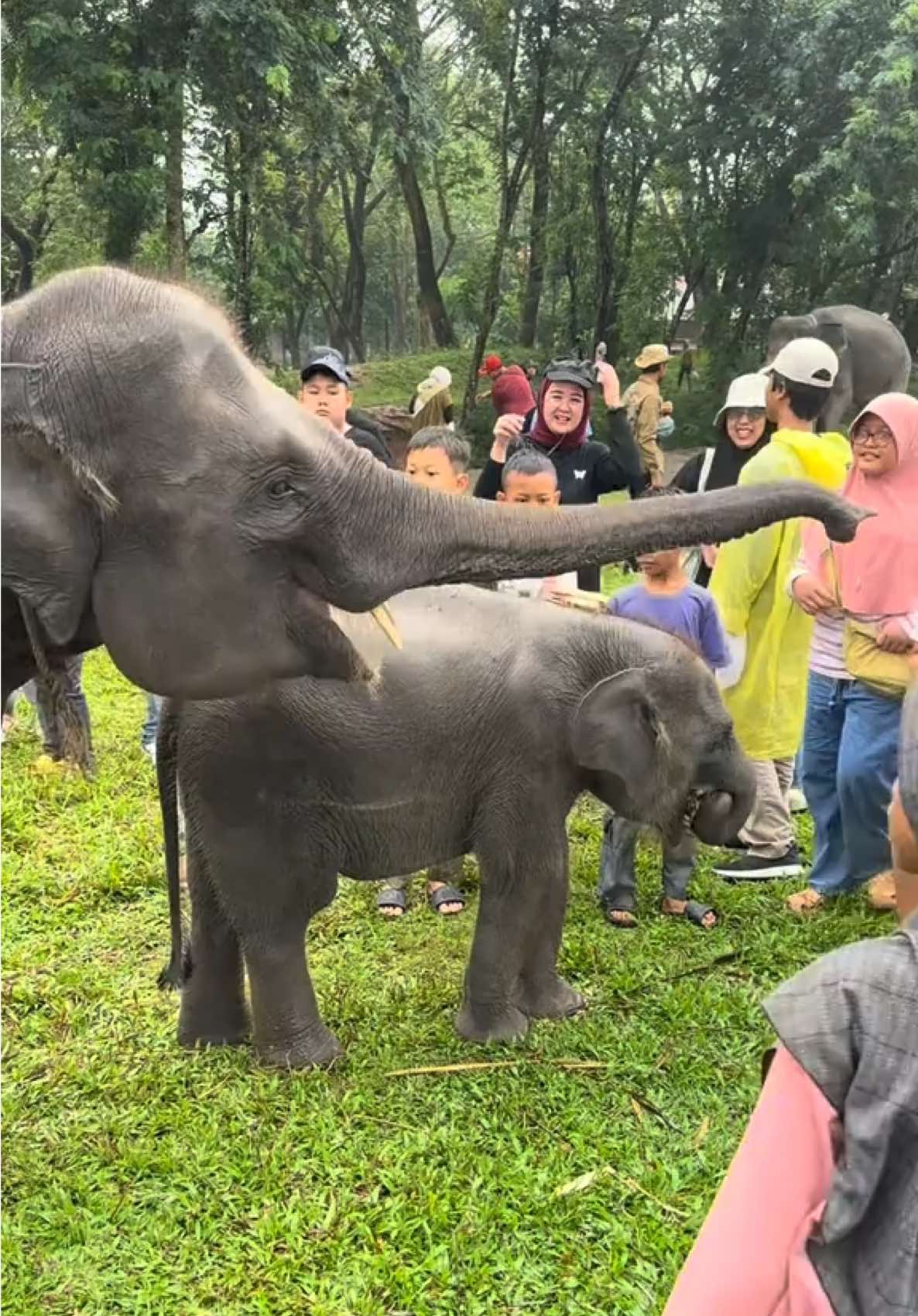 Fans nya nisa dan kak nunik banyak banget😂 sampe gtm dia bosen makan pisang suka jail ambil makanan dr mulut mamanya🤏🏻🥰 sayangnya kurang kk erin karna lagi ga disitu:( #gajahnisa #gajah #nisagajah #waykambasnationalpark #fyp #nisagajahviral #4u #xybca #CapCut #masukberanda 