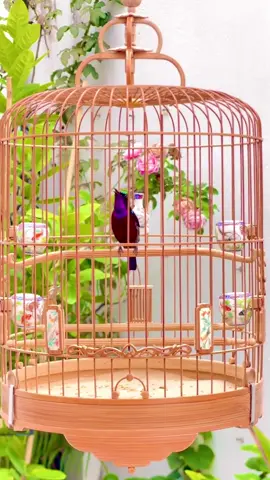 Hút mật 7 màu, loài dễ nuôi dễ chơi nhất trong họ nhà hút mật #chimhutmat #chimhutmat7mau 