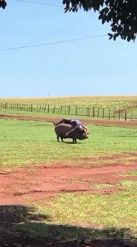 Bermain dan santai di atas babi‼️#shorts#babi #reals 