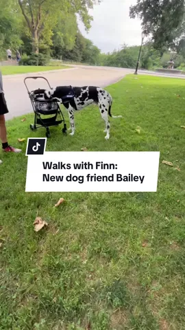 Look at how happy Finn is to see his new friend Bailey 🥹🫶🏻 #reactivedogawareness #reactivedog #harlequingreatdane #dogsofnyc #centralpark #offleash #finnthebigman #greatdane #nodogs 