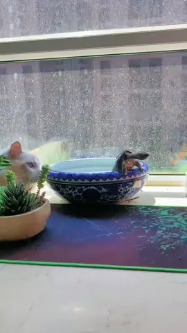 When a cat meets a turtle.🐢#cat #turtle