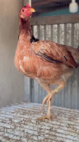 Mesin Pencetak. Pure Boston Esculin ❤️‍🔥🔥😍 #orlagamefarm #peternakmuda #ayamlokal #lokal #fyp #fypシ゚ 