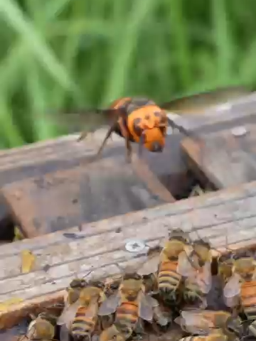 Brave Western Honeybees Fight Off Giant Hornet Attack