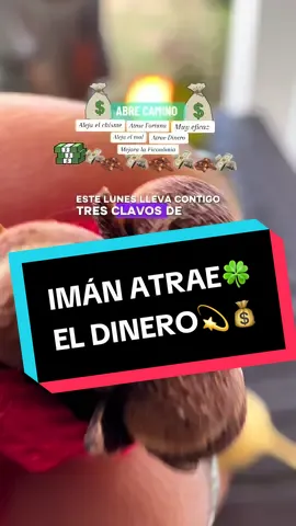 Clavo de olor, Planta del dinero, prosperidad y dinero. Mejora la economía y finanzas. #ritual #coin #witchtok #baño #cloves #parati #witch #bruja #brujo #magia #ti #brujeria #witchcraft #clavo #olor #españa #mexico #alemania #chile #uruguay #suiza #italia #colombia #ecuador #latinoamerica #panama #puertorico #cuba #venezuela #proteccion #finance #finanzas