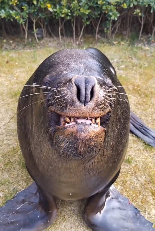 Hilarious Sea Lions 🦭 #funnyvideos #happy #cute #animal#sealion 
