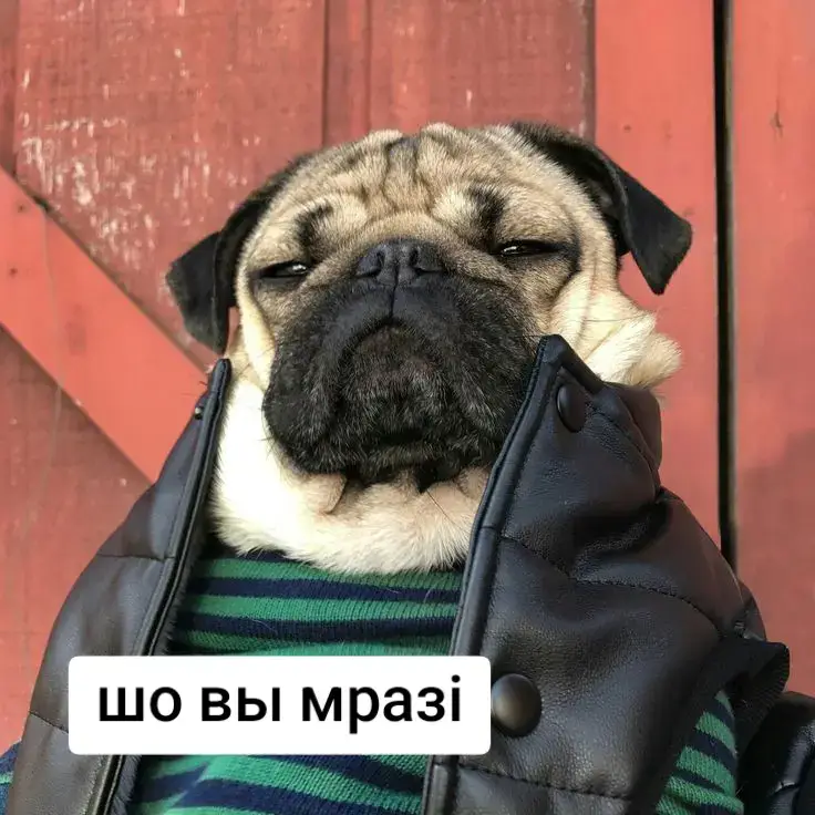крутіе мопсі #мопс #очки #крутой #мопсярки 
