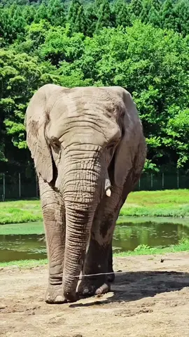 She is so cute 😍🤧. #animals #elephants #zoo 