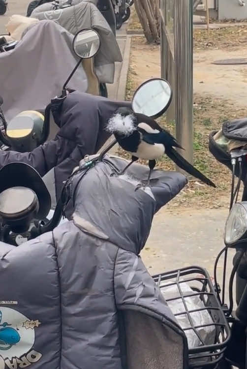 Funny birds.#interesting #bird #foryou #cute 