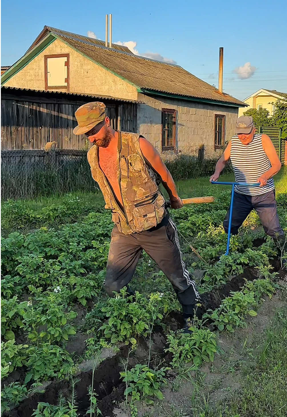 Алик окучивает картошку😂 #дядяалик 