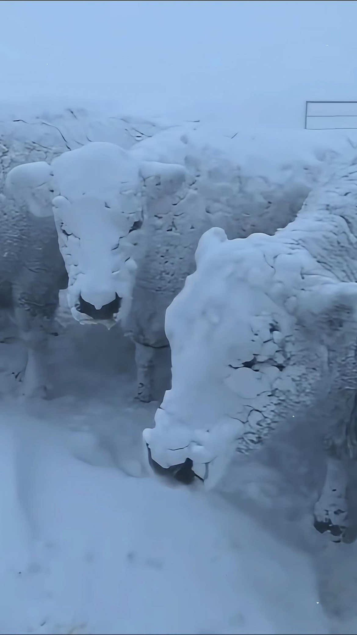 A frozen world #satisfying #ice #snow #fyp #oddlysatisfying #asmr 