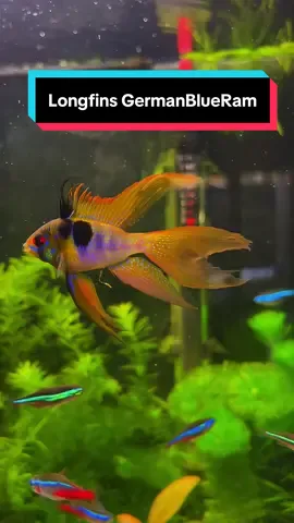 German blue Ramirezi longfins🔥#germanblueram #ramirezi #longfin #fishinglife #fishtank #colorfull #aquarium #akwarystyka #ryby #wild 