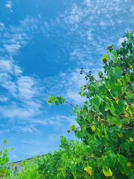 প্রাণ পাখি উড়ে যাবে পিন্জরে 💜💭#view #maldives #foryou #fyp #foryoupage #fyyyyyyyyyyyyyyyy #viral #viral?videotiktok😇 