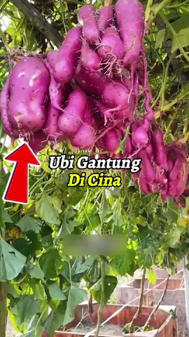 ubi ungu gantung di cina #ubiungu #serunyabelajar #fyp 
