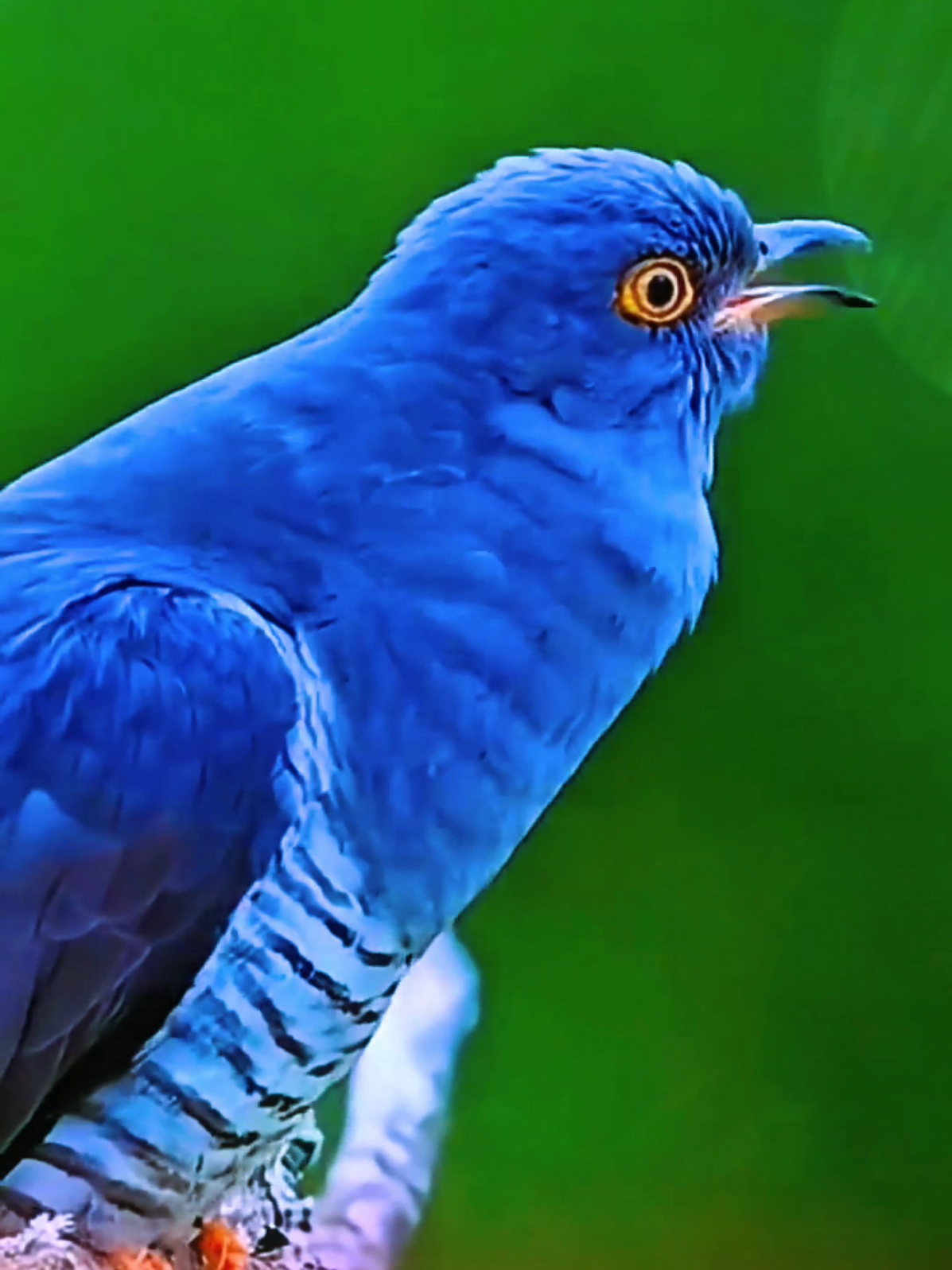 Bản nhạc Chim hót trend Xuhuong 2025 ,#trend #2025 #trending #chimhot #hay #xuhuong #xuhuongtiktok