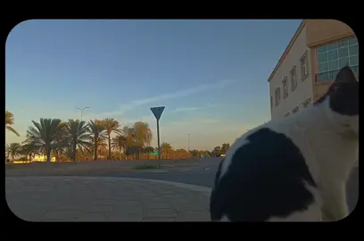 تلاوة خاشعة من القران الكريم بصوت الشيخ محمد ايوب رحمه الله  #قران #تلاوة_مؤثرة #تلاوة_خاشعة #quran #الشيخ_محمد_ايوب 