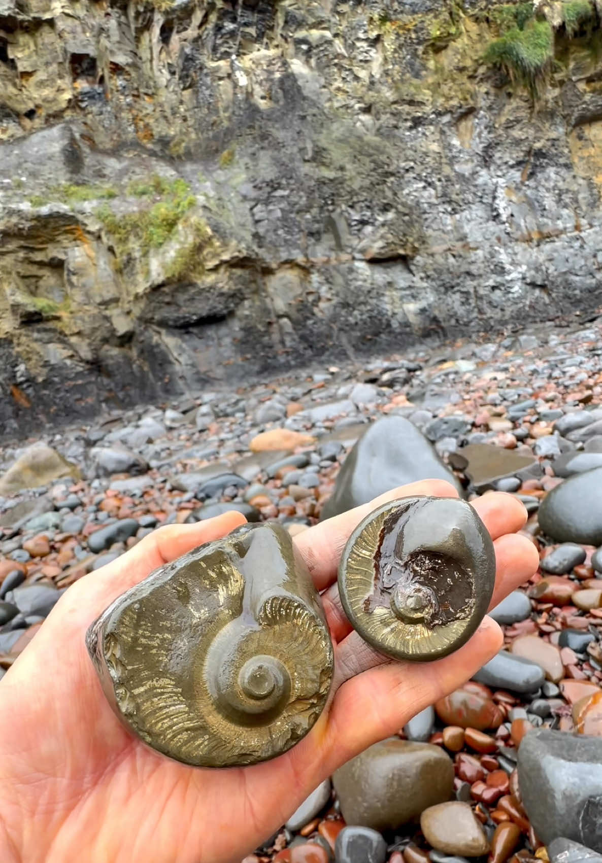 Here are some golden pyritic rocks that we found and opened up on the beach🏝🌊 The slabs had been part of a huge landslide which had revealed some material perfect for containing Jurassic fossils. They are roughly 180 million years old! 🏝 Thanks for supporting our page! 🐊 #natural #nature #fossil #fossils #ancient #animals #art #ammonite #ammonites #dinosaur #scientist  #minerals #paleontology #whitby #geologist #dorset #geology #charmouth #jurassic #yorkshire #beach #coast #sea #water #squid #fyp