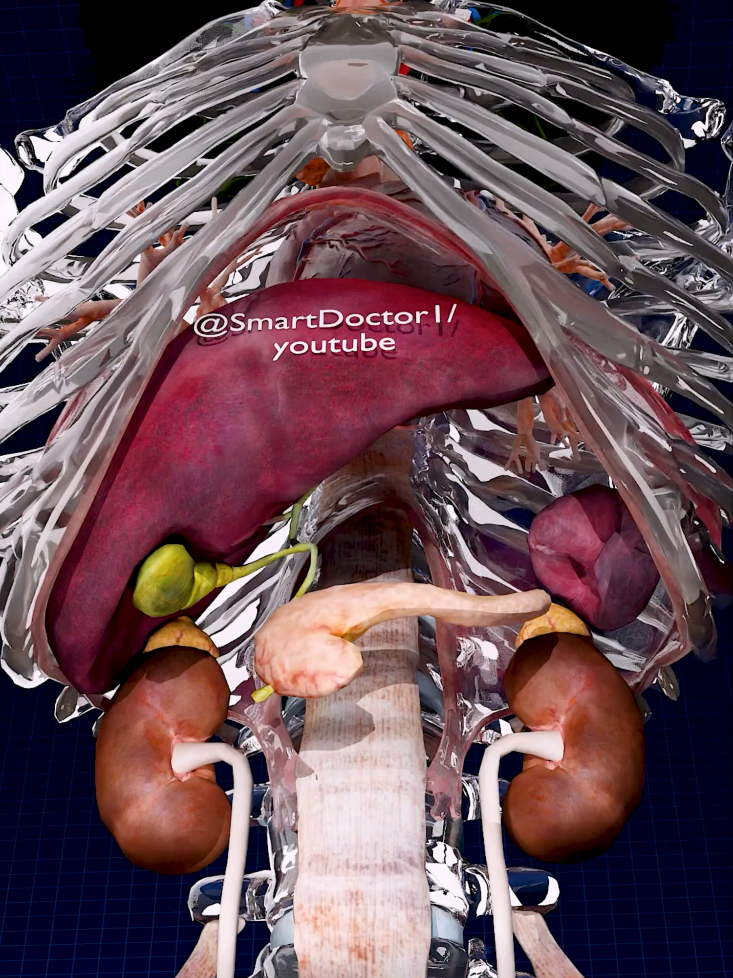 🫀 Female Anatomy Scan 📽️♀️ . . 👩‍⚕️ Explore the female body like never before! This 3D animation reveals the internal organs of a woman, including the heart, liver, kidneys, reproductive system, intestines, and more – all in detailed anatomical layers. 🧬 Perfect for: • Medical Students • Healthcare Professionals • Anatomy Enthusiasts 🎥 Created by Smart Doctor 💡 Follow for high-quality 3D anatomy content. . . . . #smartdoctor #smartdoctor1 #3Danatomy #InsideTheBody #anatomy #medical #medicine #doctor #health #healthcare #3Danimation #medicalstudent #humananatomy #physiology #surgery #explore