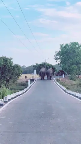 මේ පුන්චි රට ලස්සන කරන එයාලා 🐘💫 #foryou #fyp #everyone #viralvideo #forever #tranding #evening #elephantlover️ #arugambay #srilanka 