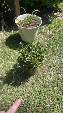 I’m so proud of all my plants